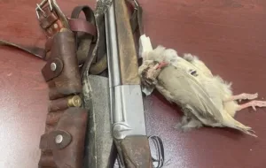 شکارچی متخلف در ارتفاعات دشت برم کازرون دستگیر شد