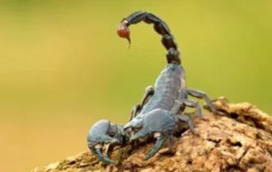 هشدار افزایش عقرب زدگی همزمان با گرم شدن هوا