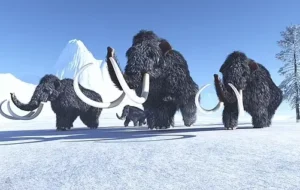 آخرین ماموت غول پیکر روی زمین چگونه کشته شد؟