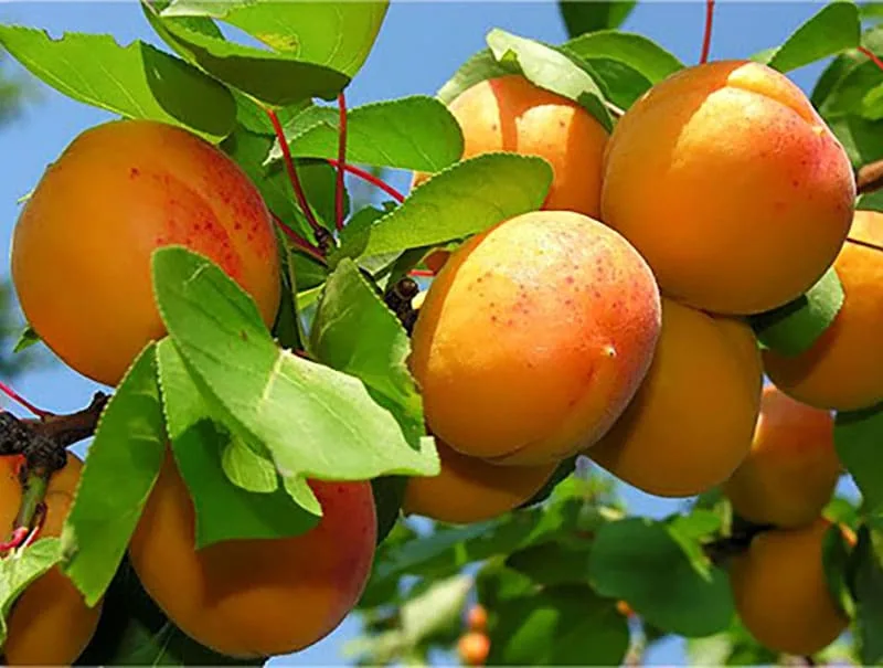 نهال زردآلو نصیری jpg