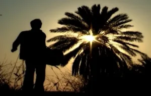 ببینید|سینه زنی واحد بوشهری ها با نوحه ایمان میرشکاری