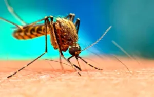 نظر سازمان غذا و دارو درباره فرآورده‌های دفع پشه آئدس در فضای مجازی