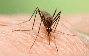 اگر تب دانگی گرفتیم چکار کنیم؟ علائم «تب دانگی»/ مشاهده پشه آئدس در ۴ استان