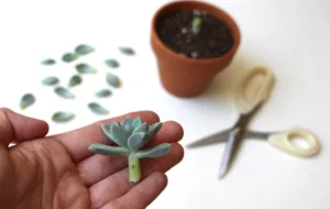 ۲ روش ساده تکثیر گیاه ساکولنت در خانه