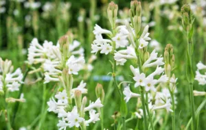 نکات کشت و پرورش گل مریم یکی از خوشبوترین گل‌های جهان