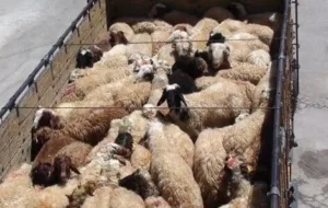 قاچاقچی دام در شیراز ۶ میلیارد و ۲۴۰ میلیون ریال جریمه شد