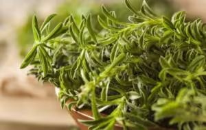 گیاه مرزه ، خواص ،عوارض و طریقه مصرف آن که برای سلامتی بسیار مفید است