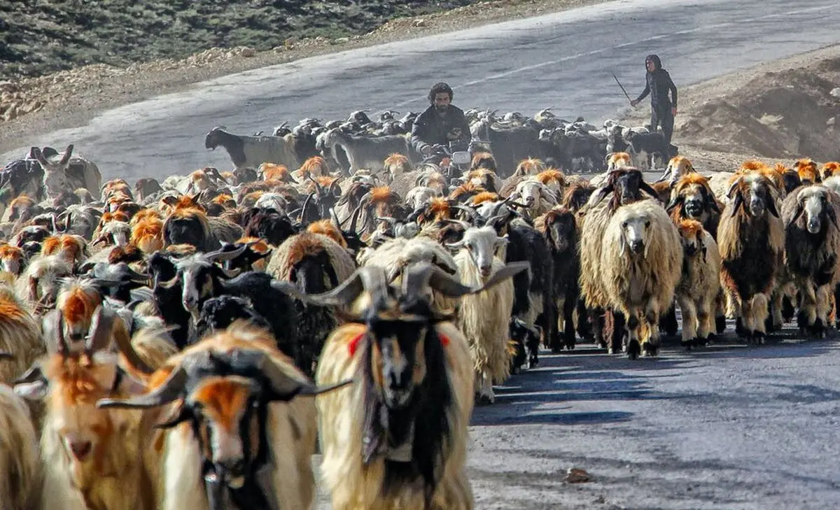عشایر