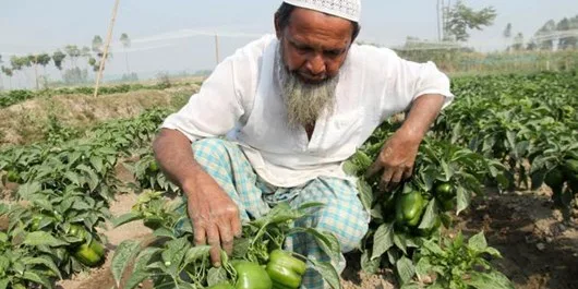 کشاورز افغانی jpg