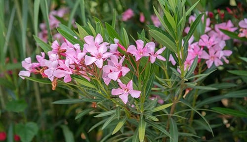 نگهداری گیاه خرزهره