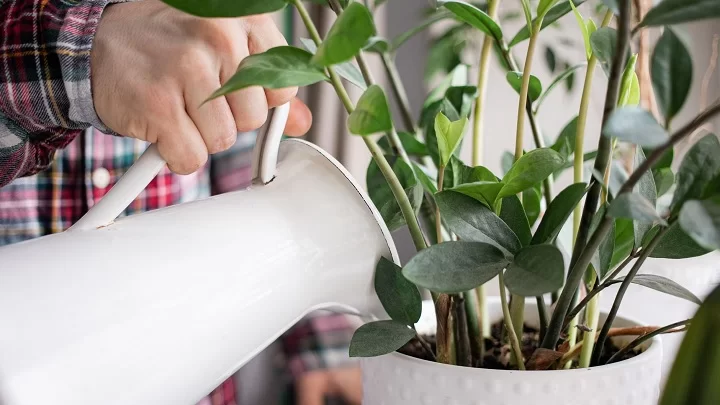 خواص آب برنج برای گیاهان آپارتمانی