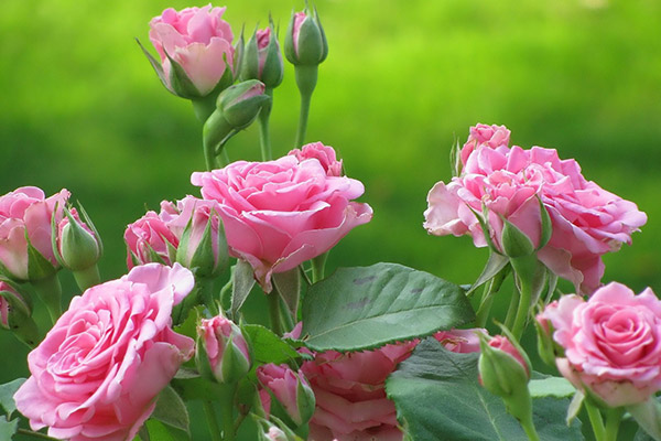 تعبیر خواب گل