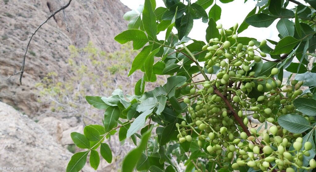 بنه
