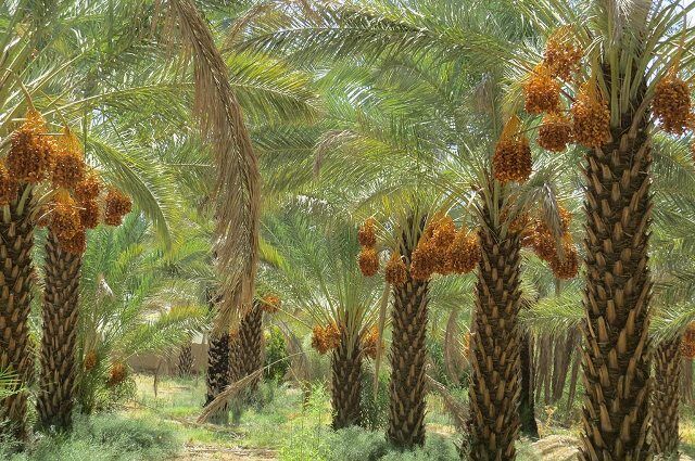 خرمای استان بوشهر با تاخیر برداشت می‌شود