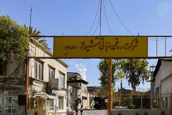 شرایط بد روغن نباتی نرگس شیراز که تولیدش صفر شد