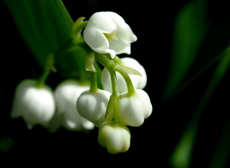 نگهداری گل موگه