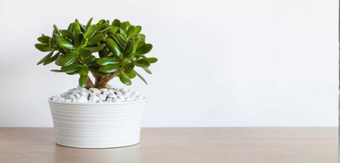 مشکلات و بیماری گیاه کراسولا