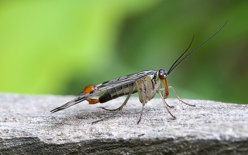 Skorpionsfliege Panorpa communis male full