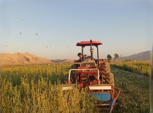 کشت کنجد