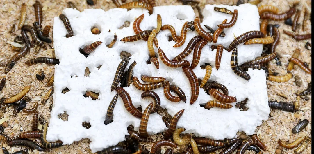 plastic eating insect discovered in kenya v0