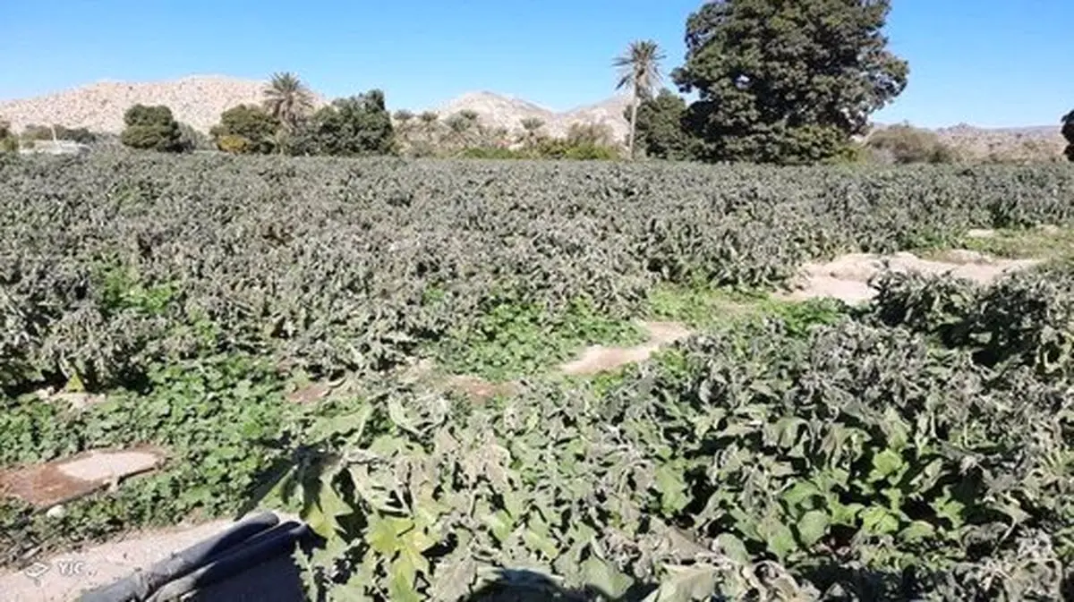 سرما