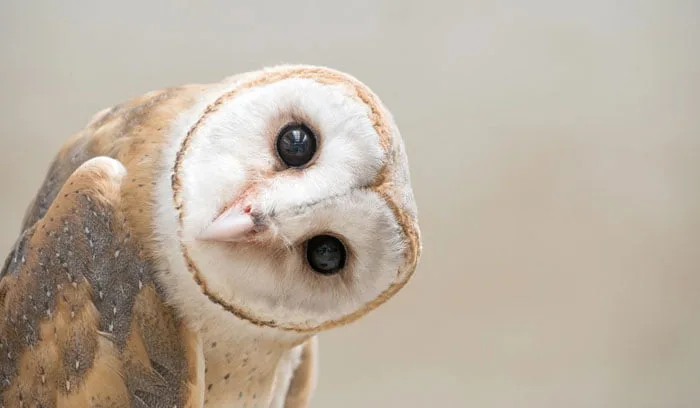 تعبیر خواب جغد
