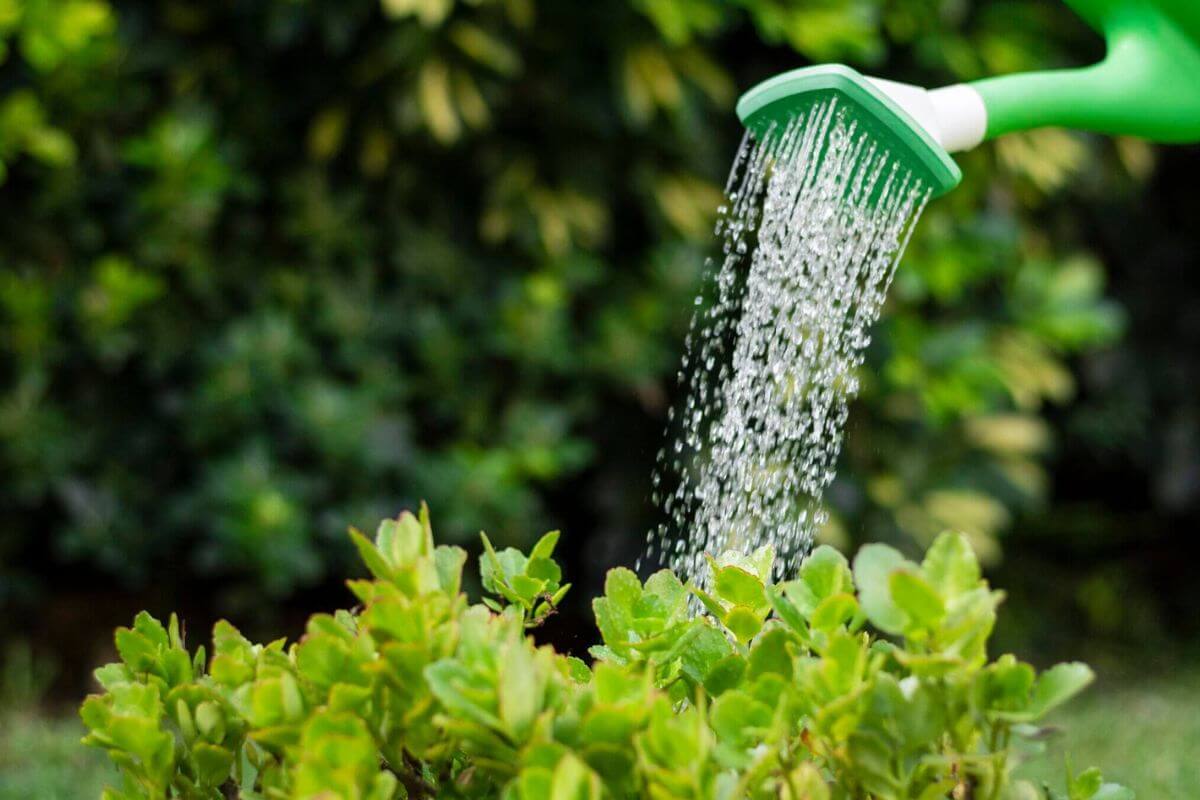 تعبیر خواب آبیاری با موضاعات مختلف از نظر معبران معروف