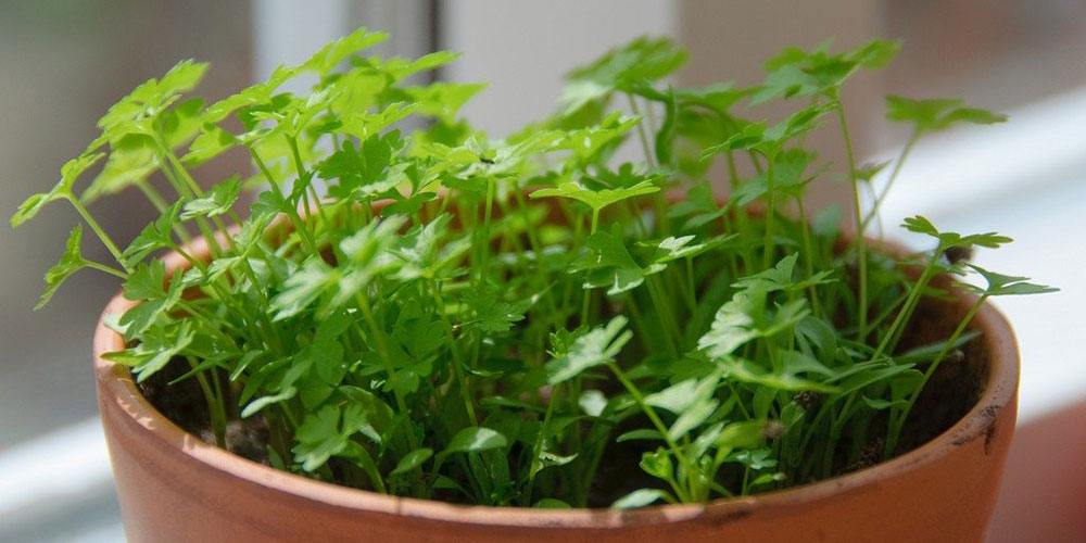 نحوه کاشت و نگهداری گیاه جعفری در گلدان