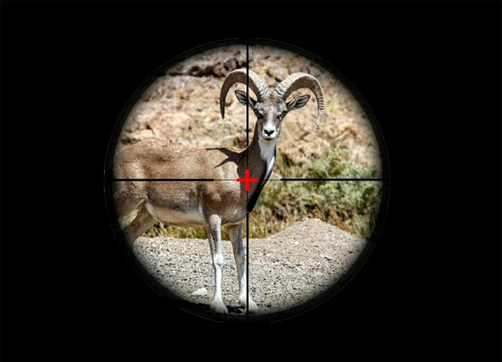 شکارچی خارجی که جواز کشتن قوچ لارستان را ۴۰هزار یورو خریده به دنبال تفریح نیست؟ شینا انصاری کجایی؟