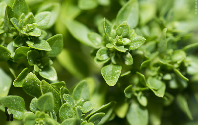 نحوه کاشت و شرایط نگهداری گیاه مرزنگوش در گلدان