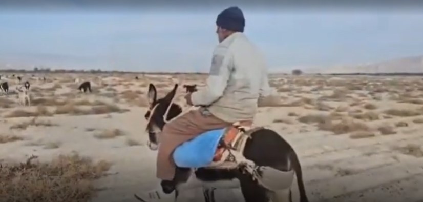 پدر اشکنانی که از چوپانی‌اش لذت می‌برد (+ویدئو)