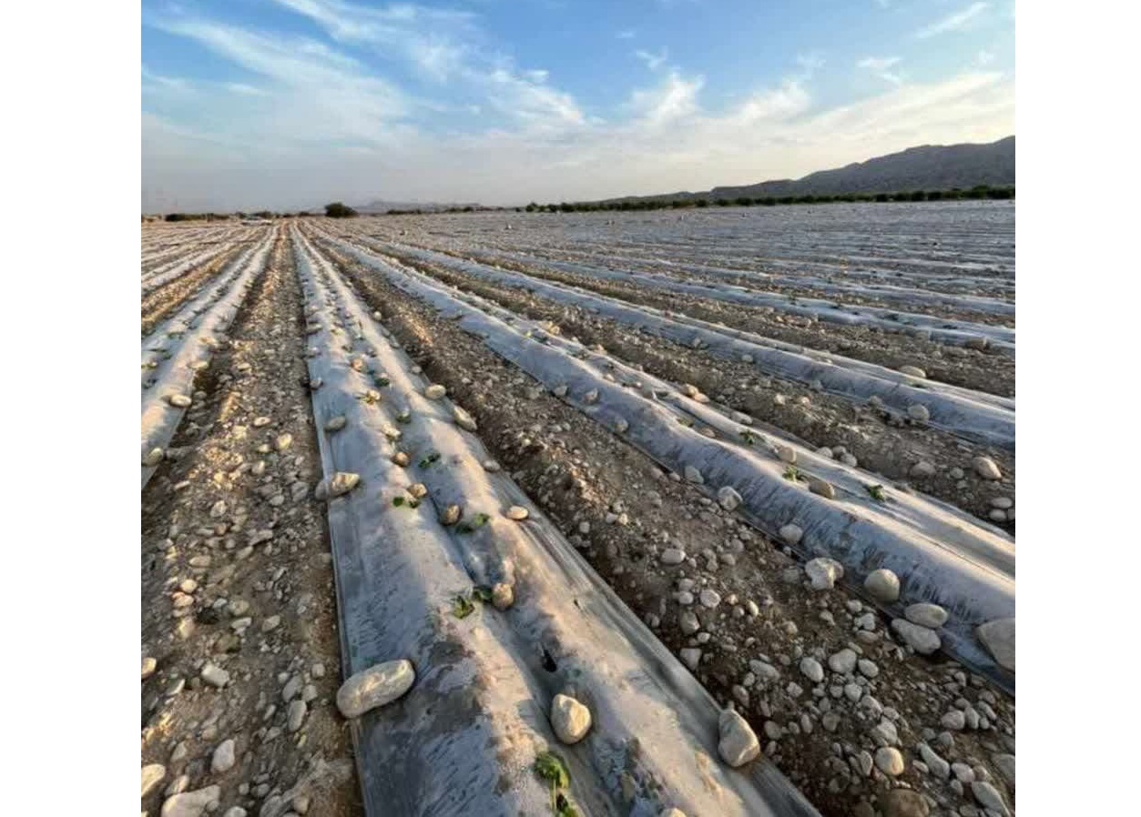 آغاز کشت خربزه در هزار و ۷۰۰ هکتار از زمین‌های کشاورزی فراشبند