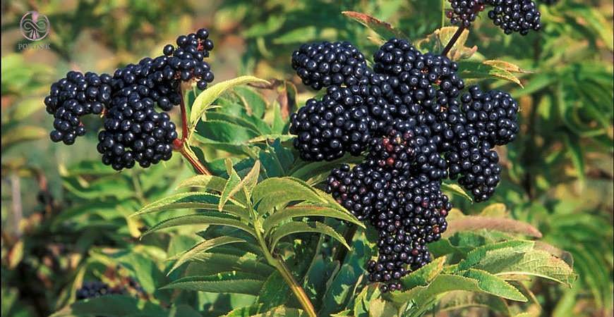 این نوشیدنی سطح قند خون را کاهش و متابولیسم را افزایش می‌دهد