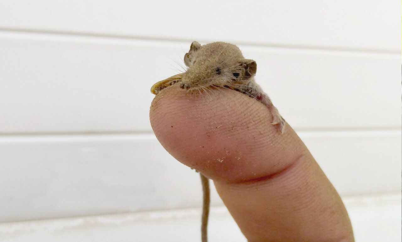 کوچک‌ترین پستاندار دنیا در لرستان دیده شد+عکس