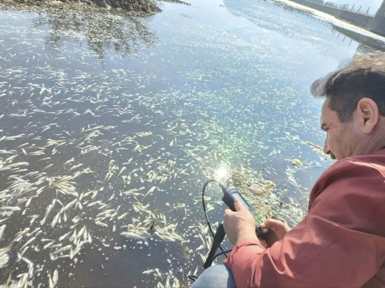 هیچ کس نمی‌داند چرا میلیون‌ها ماهی‌ رودخانه کر یک مرتبه مُردار شدند؟