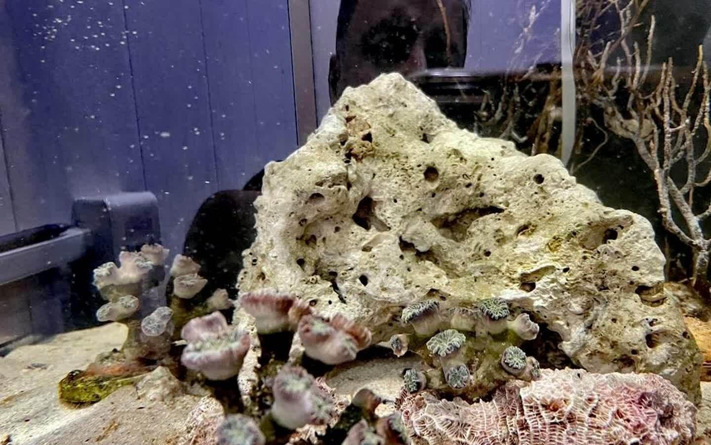 پیدا شدن مرجان‌های دریایی زنده در فرودگاه شیراز و انتقال آن به بوشهر