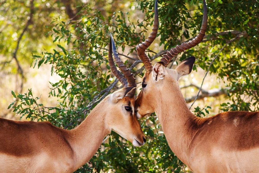 جمعیت آهو در پارک ملی بمو شیراز افزایش یافت