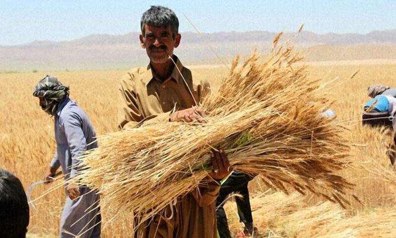 کشاورز بدبخت