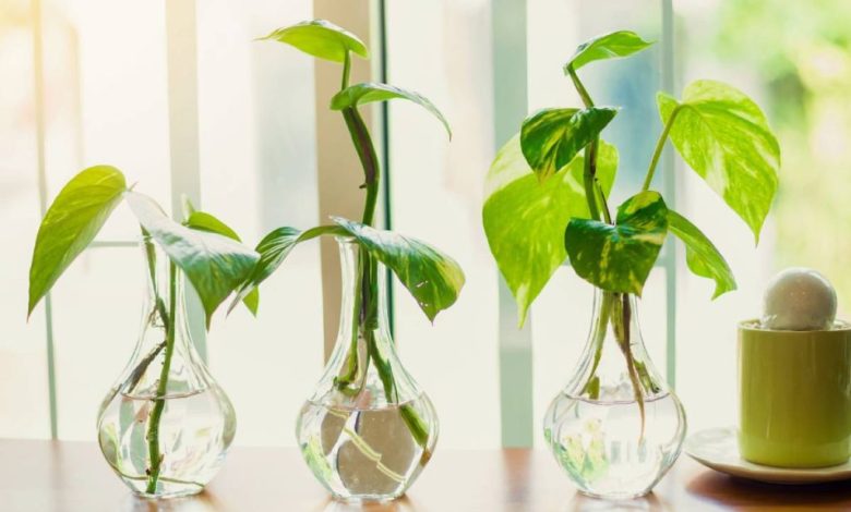 Growing plants in water 4