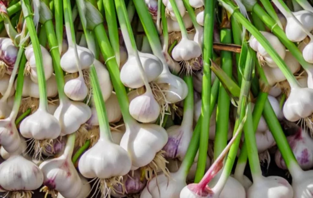 آموزش گام ‌به‌گام کاشت و داشت سیر در خانه/چگونه سیر بکاریم؟