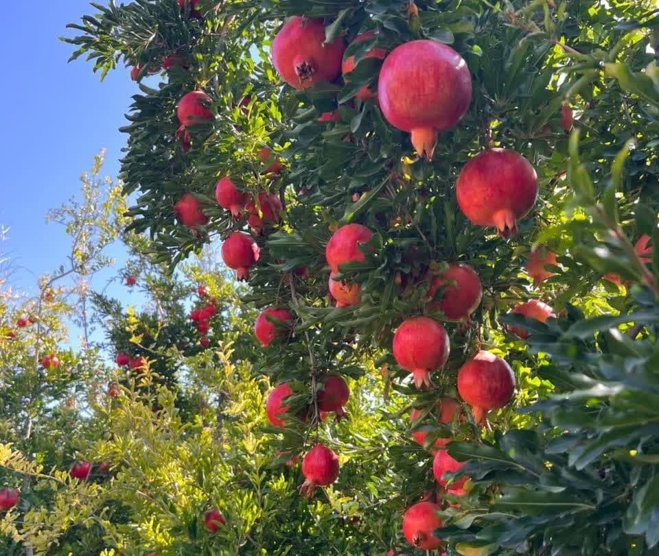 هر درخت باغ این کشاورز اهل استهبان ۵۰۰ کیلو انار می‌دهد