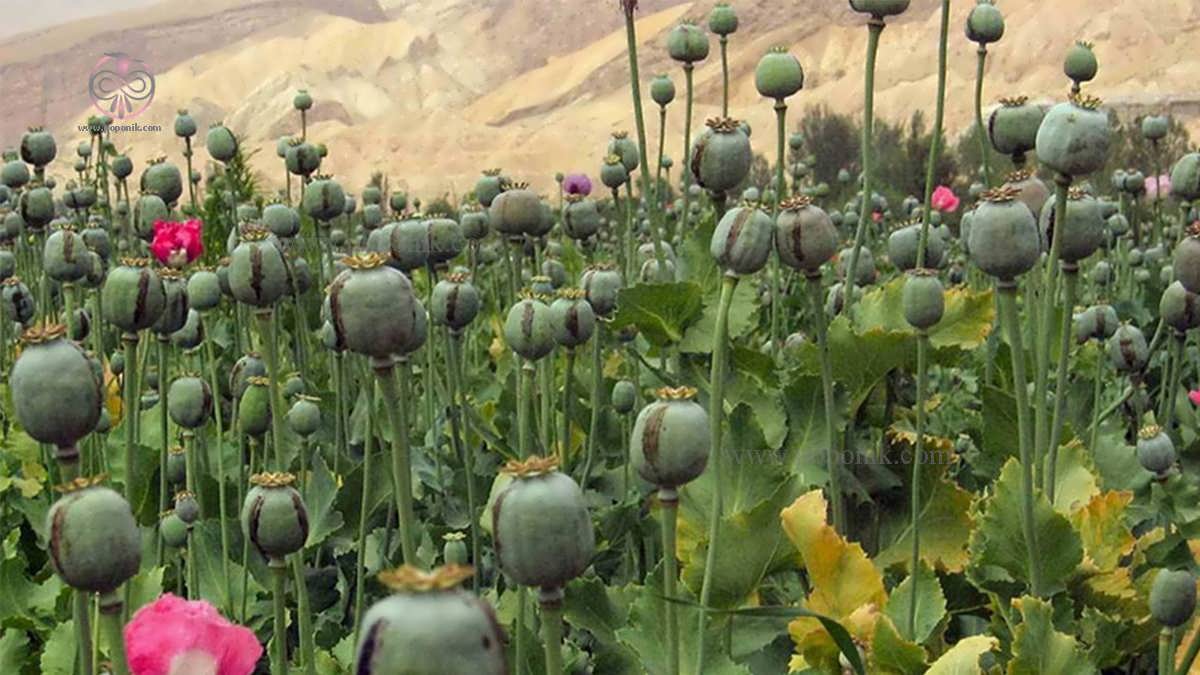 قیمت هر کیلو تریاک هم‌اکنون در کشور چقدر است؟