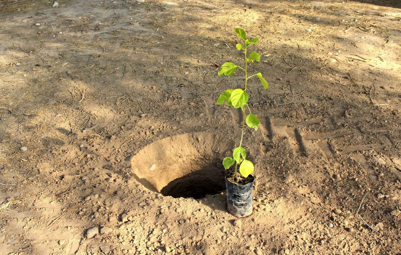 چند توصیه طلایی وزارت جهاد کشاورزی به باغداران برای خرید نهال