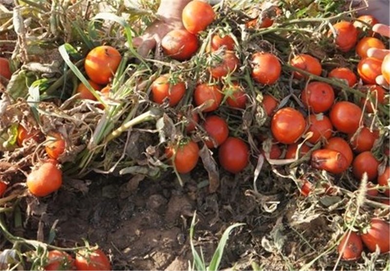 هشدار جدی سازمان جهاد کشاورزی به کشاورزان و دامداران فارس