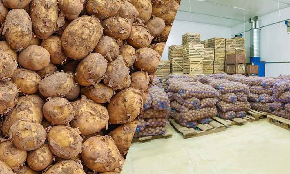 کشف ۲۱۷۰ تن سیب‌زمینی احتکار شده در شهرک صنعتی شیراز