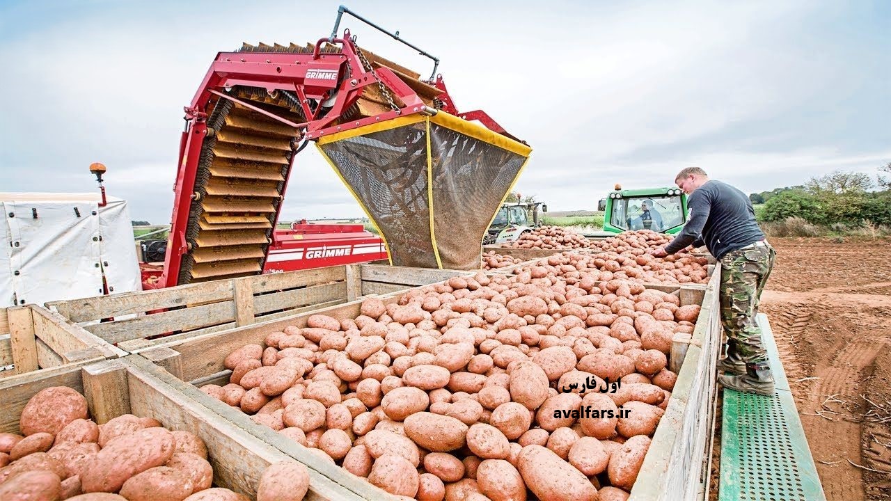 بالاخره سیب زمینی از خارج وارد شد؛ قیمت خرده‌فروشی ۲۹۵۰۰ تومان