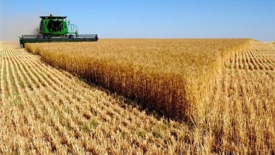 قیمت گندم