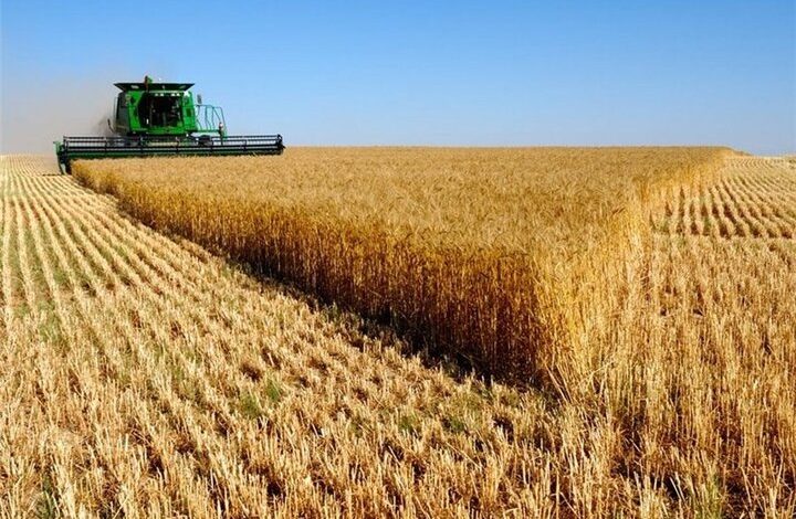 قیمت گندم