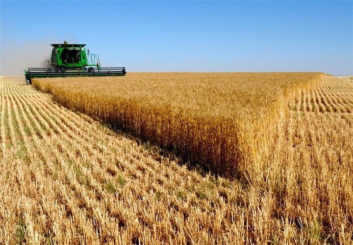 تجدیدنظر در نرخ خرید تضمینی گندم ضروری است/قیمت اعلام شده به ضرر کشاورزان است