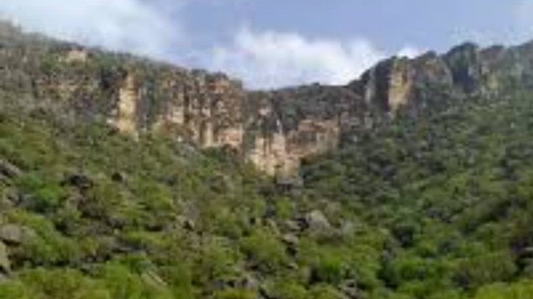 قطع گسترده درختان جنگلی در ماهور میلاتی ممسنی برای زغال‌سازی